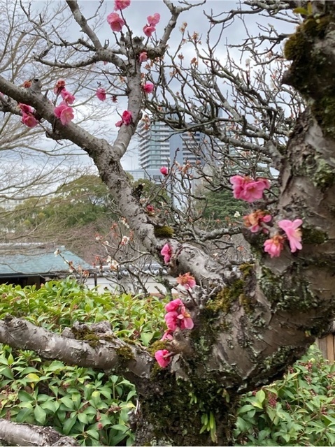 IMG_0215.jpeg